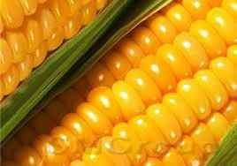 Кукуруза: Фонды ориентируются на новый урожай