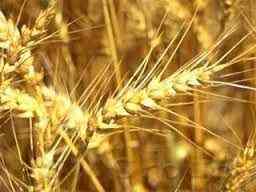 «Российский Крым» может лишить хлеба полмира