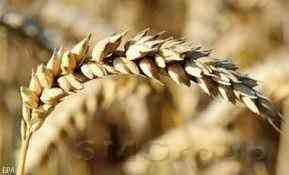 Крымский кризис толкает вверх цены на пшеницу