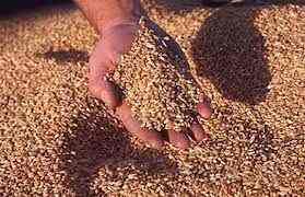 Рынки зерновых: Отчеты USDA выходят на первый план