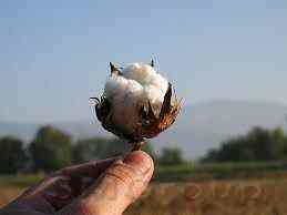 Цены на хлопок вчера подскочили выше 97 центов