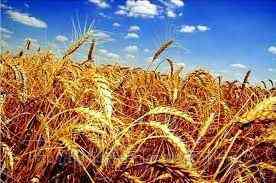 Отчеты USDA определили перспективы зерновых рынков