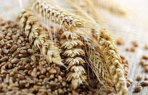 Рынок зерновых: Хедж фонды активно закрывают длинные позиции