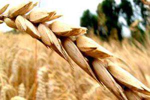 Цены на зерновые культуры на мировых рынках падают