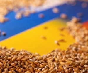Названы причины и последствия запрета на импорт украинского зерна в 5 стран ЕС